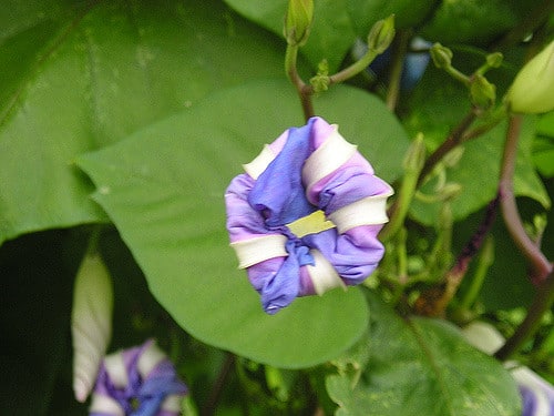 Ipomoea tricolor