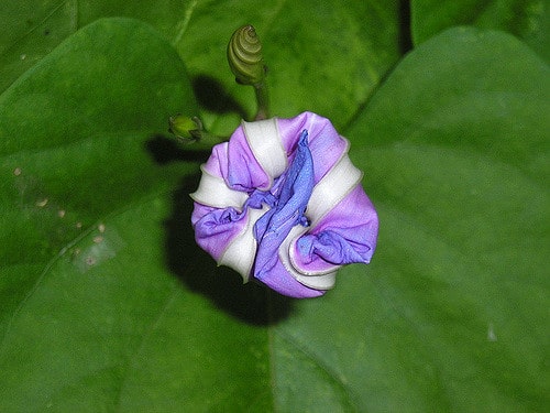 Ipomoea tricolor