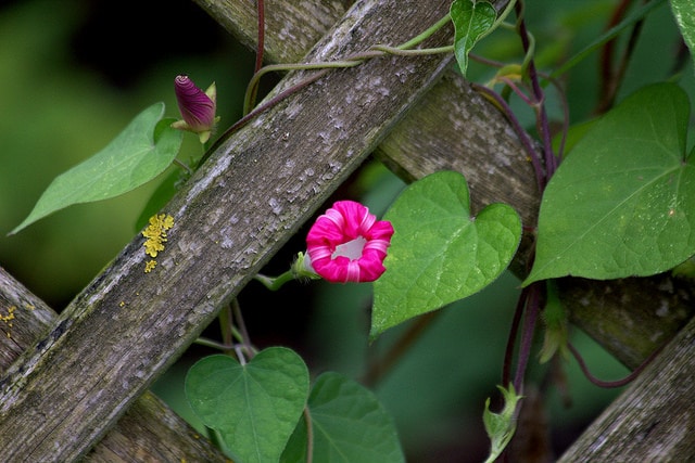 Ipomoea tricolor