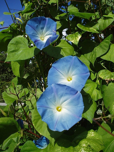 Ipomoea tricolor
