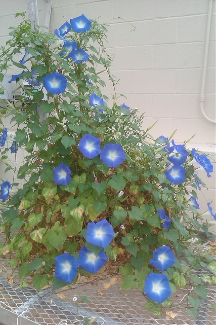 Ipomoea tricolor