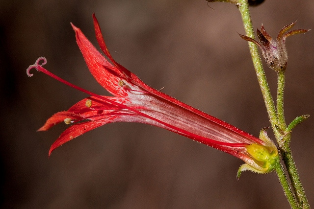 Ipomopsis aggregata (Ipomopsis aggregata)