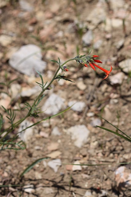 Ipomopsis aggregata