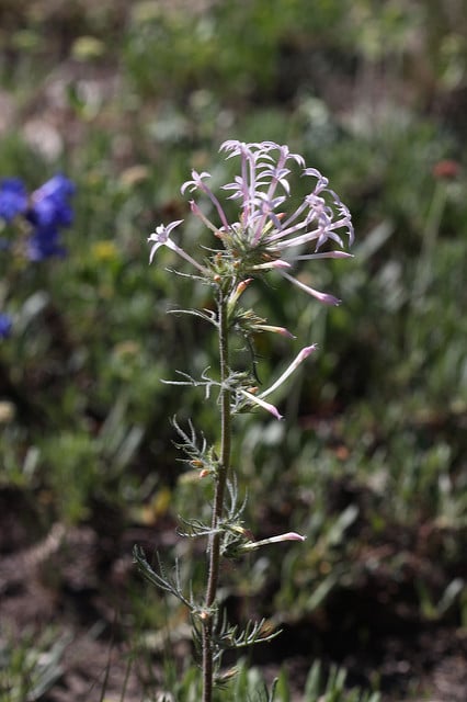 Ipomopsis aggregata