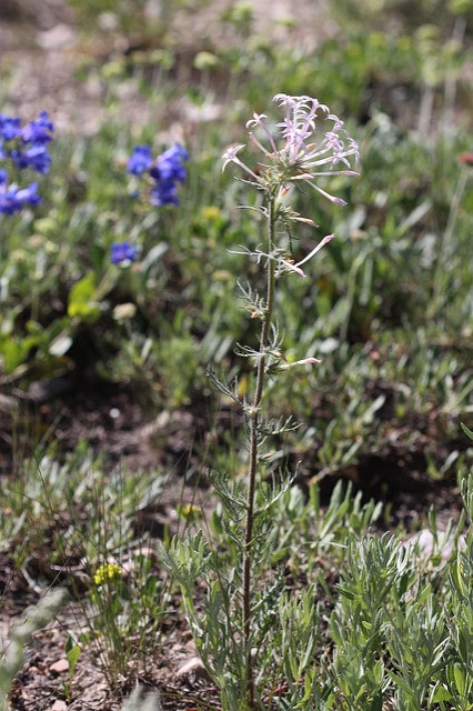 Ipomopsis aggregata