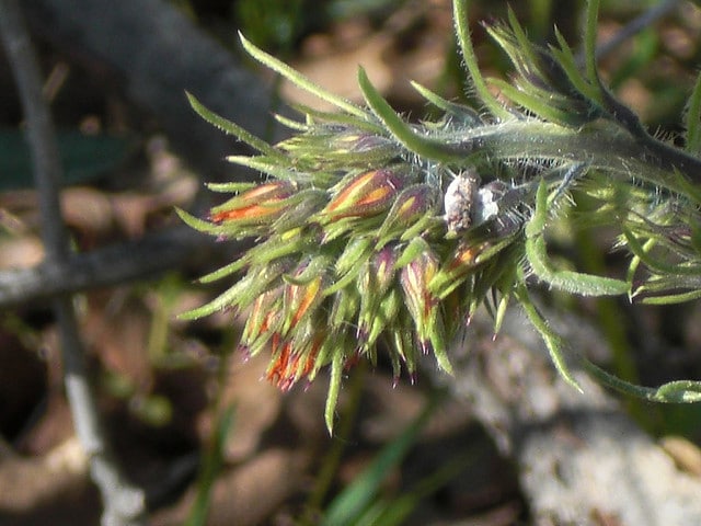 Ipomopsis aggregata