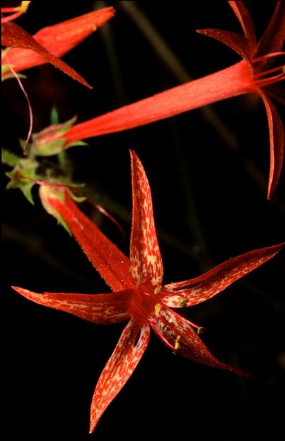 Ipomopsis aggregata