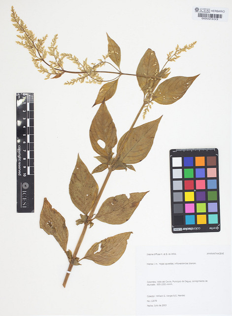 Iresine (Iresine diffusa)