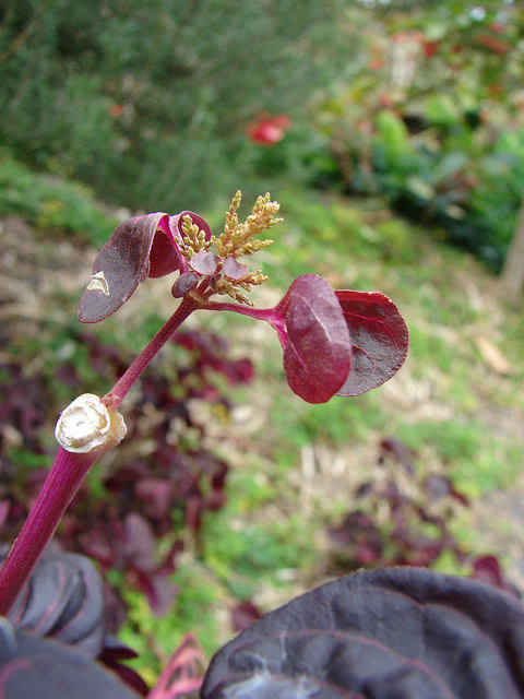 Iresine herbstii