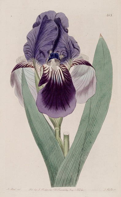Iris sans feuilles (Iris aphylla)