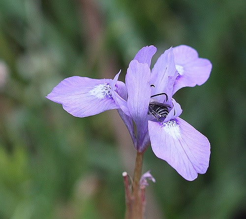 Iris sans feuilles