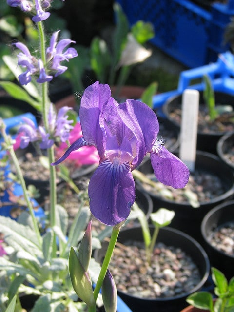 Iris sans feuilles