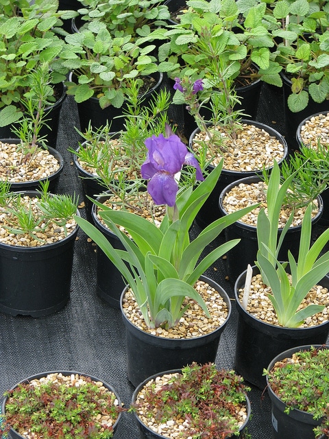 Iris sans feuilles