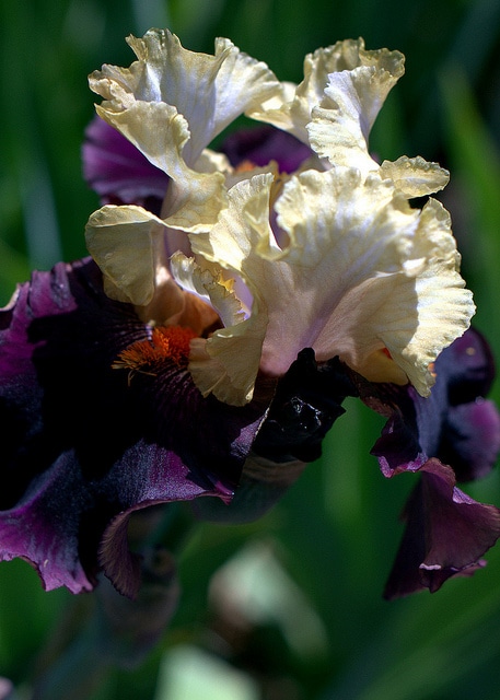 Iris sans feuilles