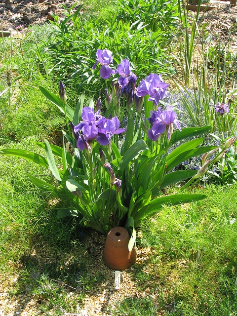 Iris sans feuilles