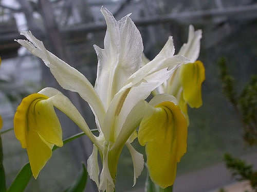 Iris bucharica