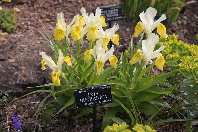 Iris bucharica