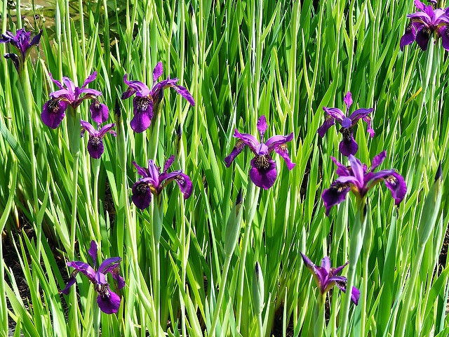 Iris rhizomateux sans barbe de sibérie