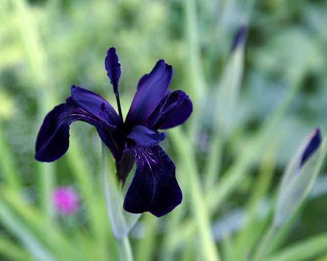 Iris rhizomateux sans barbe de sibérie