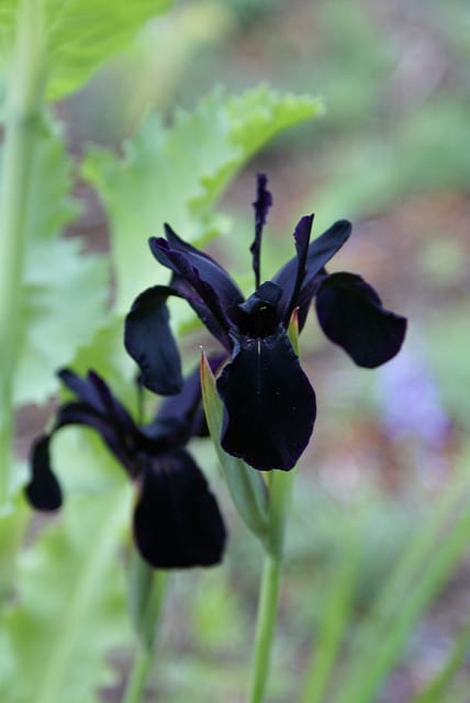 Iris rhizomateux sans barbe de sibérie