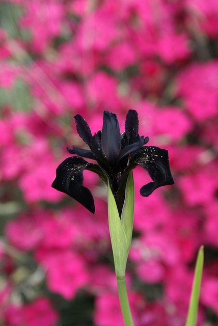 Iris rhizomateux sans barbe de sibérie