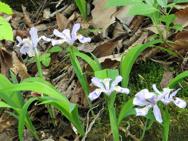 Iris à crêtes (Iris cristata)