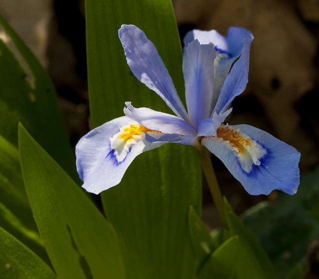 Iris à crêtes