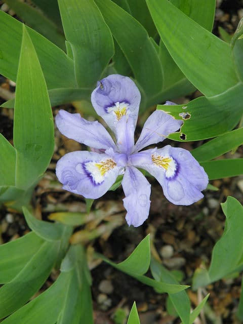 Iris à crêtes