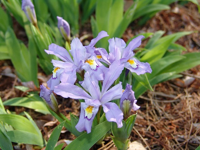 Iris à crêtes
