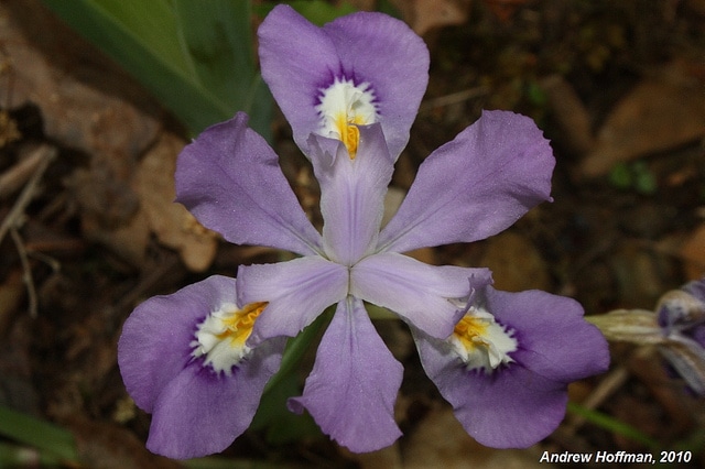Iris à crêtes
