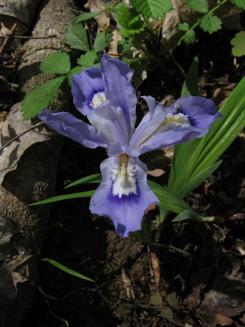 Iris à crêtes