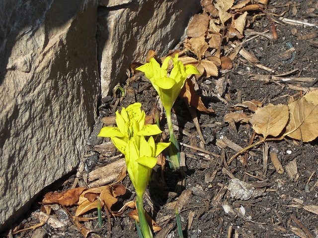 Iris danfordiae (Iris danfordiae)
