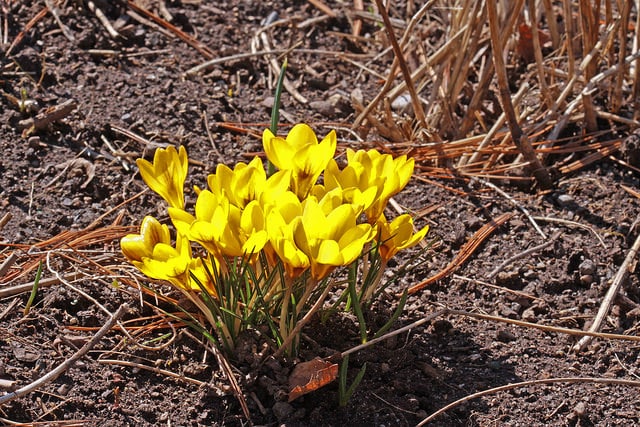 Iris danfordiae