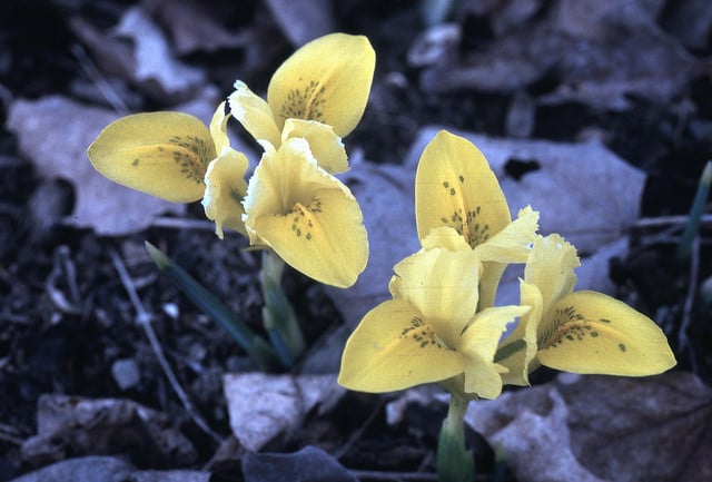 Iris danfordiae