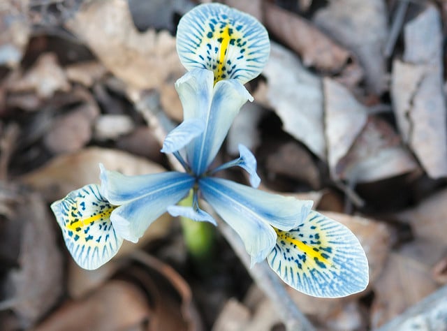Iris danfordiae