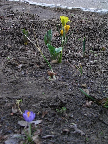 Iris danfordiae