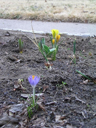 Iris danfordiae