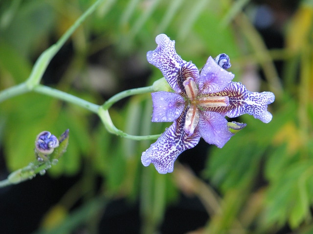 Iris dichotoma (Iris dichotoma)