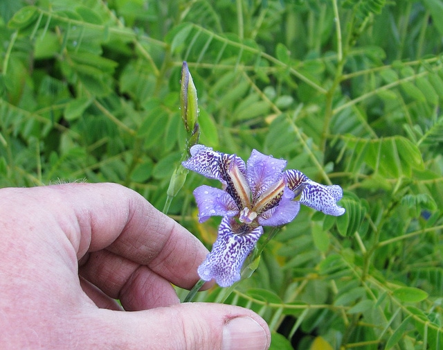 Iris dichotoma