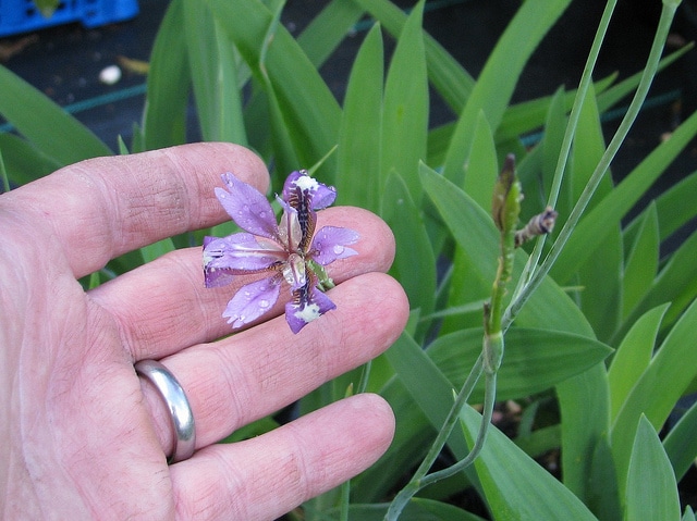 Iris dichotoma