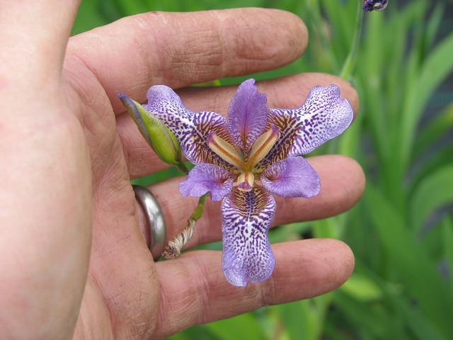 Iris dichotoma