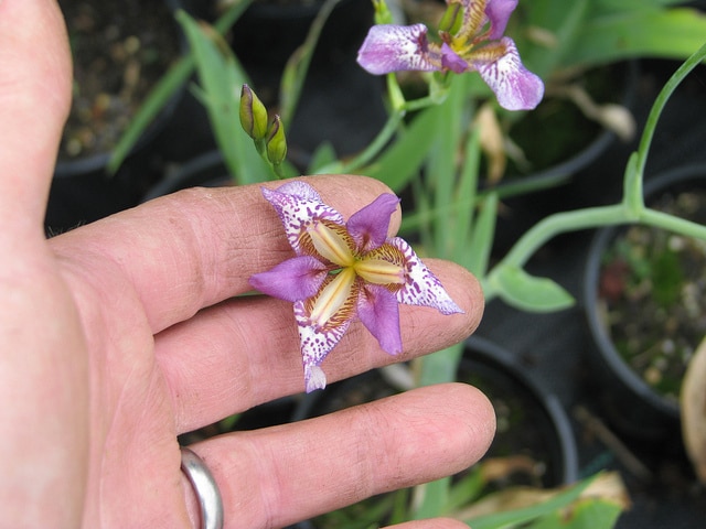 Iris dichotoma