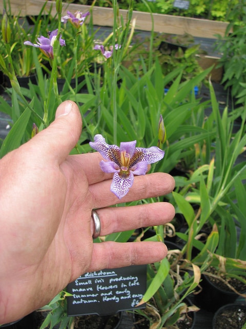 Iris dichotoma