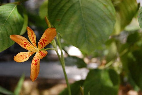 Iris domestica