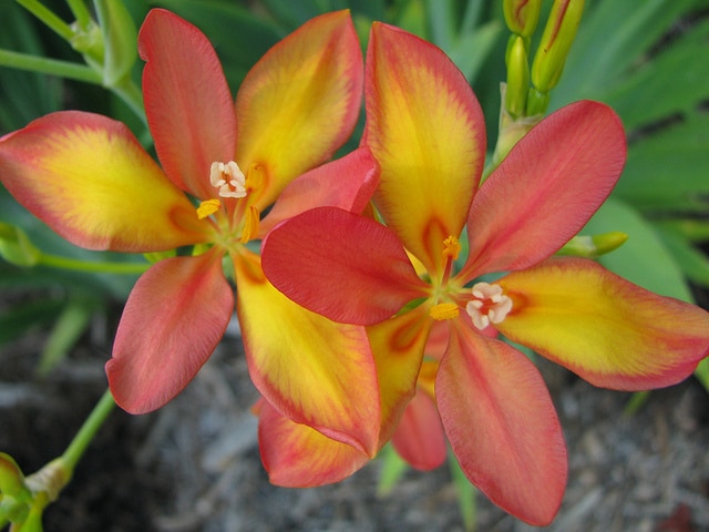 Iris domestica