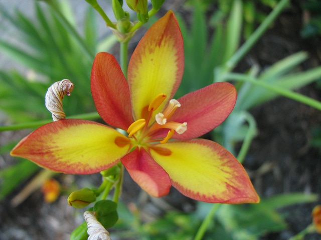 Iris domestica