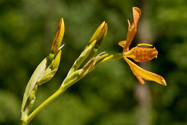 Iris domestica
