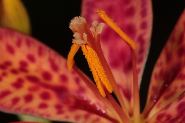 Iris domestica