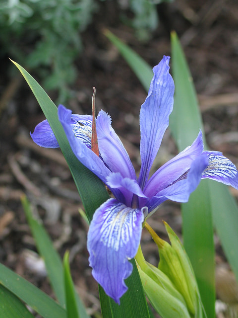 Iris douglasiana