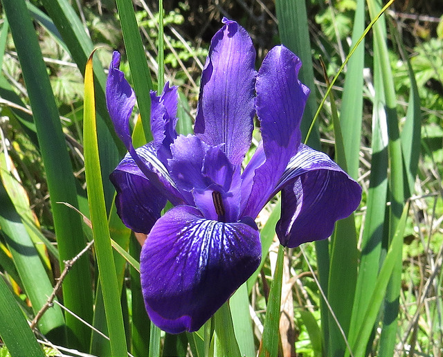 Iris douglasiana